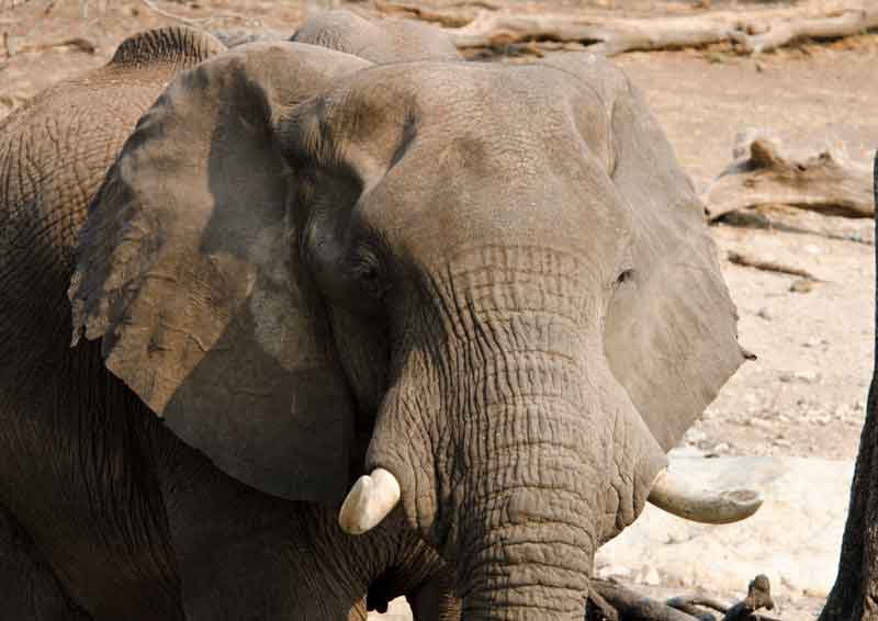 23 - Botswana - elefante - parque nacional de Chobe